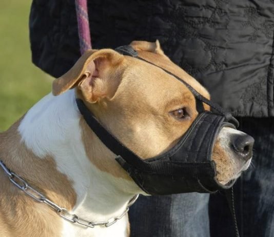 Projeto de Lei de João Dantas obriga a utilização de focinheira para condução de cães ferozes