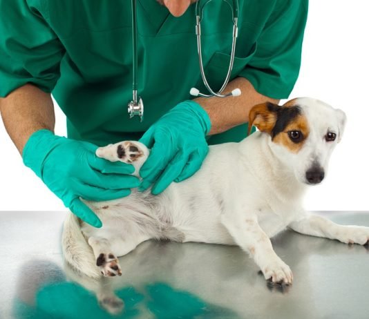 UNINASSAU Campina Grande promove ações de cuidados com os animais