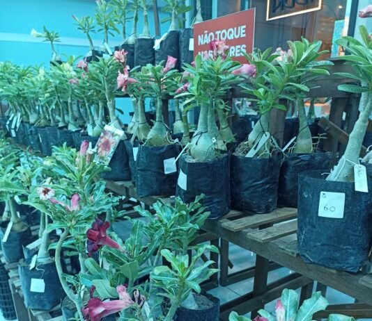 Fest Flores começa em Campina Grande, com muitas novidades