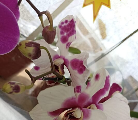 Fest Flores oferece preços imbatíveis para clientes de Campina Grande e João Pessoa