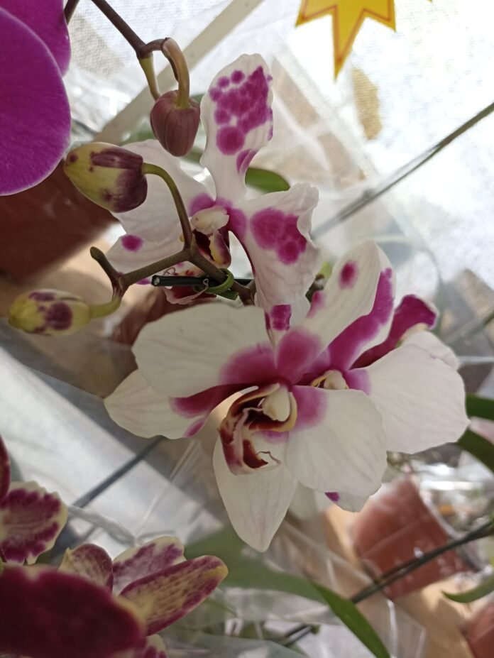 WhatsApp Image 2023-02-10 at 15.26.22