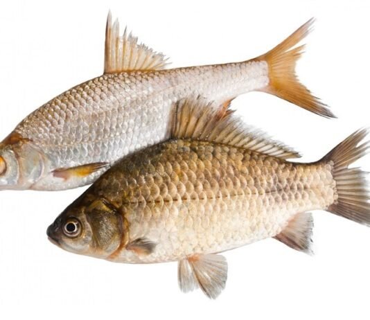 Semana Santa: Conheça os benefícios do peixe para a saúde