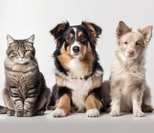 Como administrar o medo que os pets sentem dos fogos de artifício?