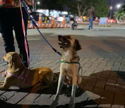 Nesta quarta (06), Instituição realiza feira de adoção de cães e gatos