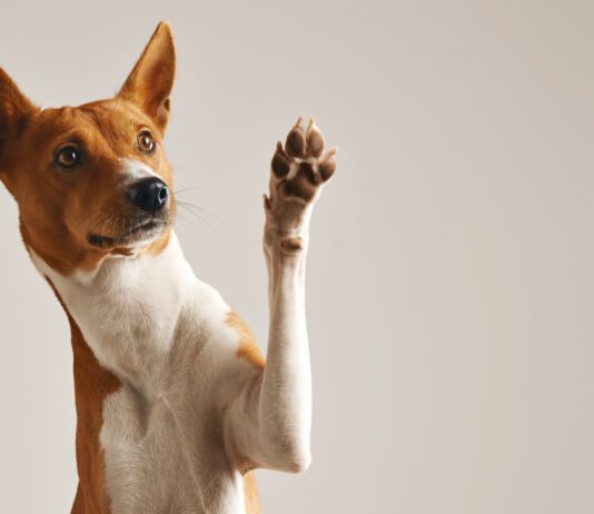 Saiba como cuidar dos pets durante o verão