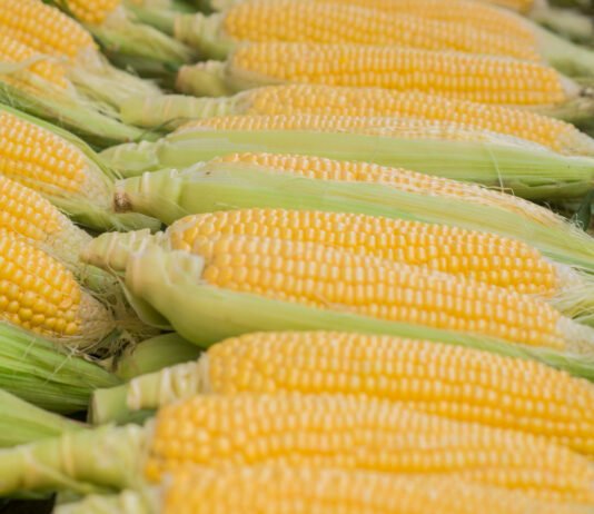 Comida junina: conheça os benefícios nutricionais do milho