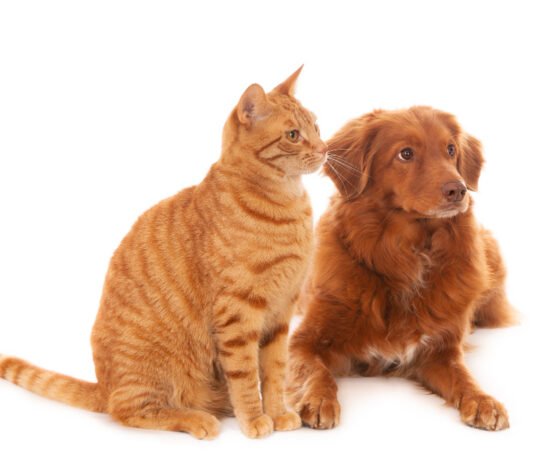 Saiba a importância de levar o pet periodicamente ao veterinário