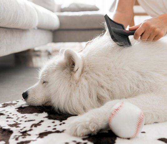 Dermatologia pet: saiba quais os cuidados com o pelo e a pele dos animais