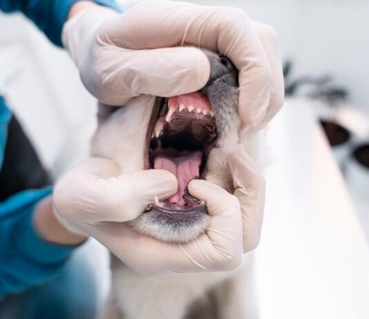 Como cuidar da saúde bucal dos pets?