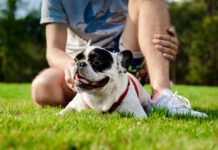 Quais os cuidados com os pets durante o verão?