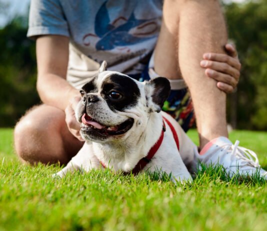 Quais os cuidados com os pets durante o verão?