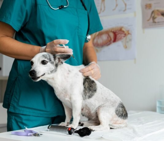 Campanha oferta gratuitamente vacinação contra cinomose para cães