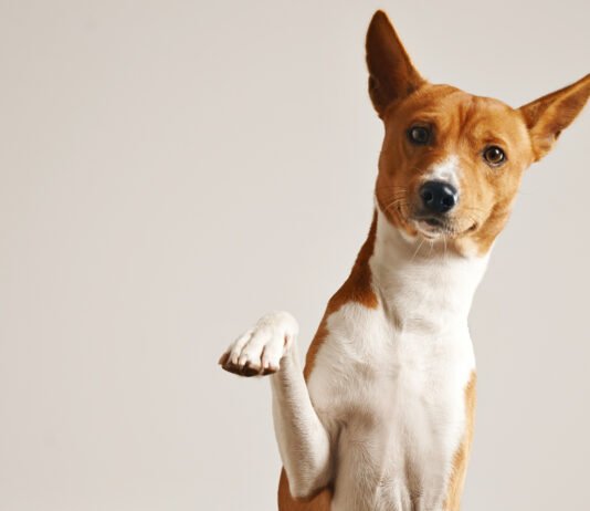 Cinomose: saiba como prevenir a doença nos pets