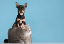 Outubro Rosa: como identificar câncer de mama nos pets?